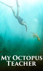 Ahtapottan Öğrendiklerim – My Octopus Teacher izle